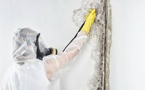 Mold Removal for HVAC Installations in St Paul, MO